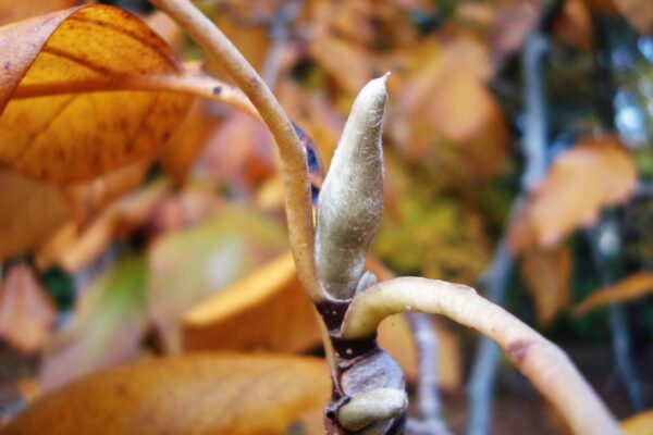 Magnolia acuminata - Flower Bud