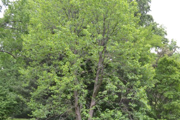 Magnolia acuminata - Overall Habit