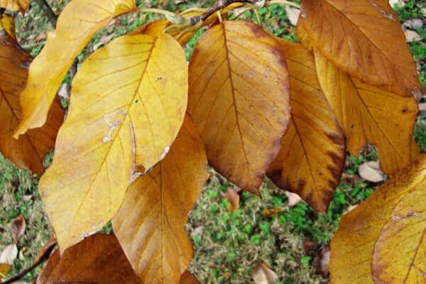 Magnolia acuminata - Fall Foliage