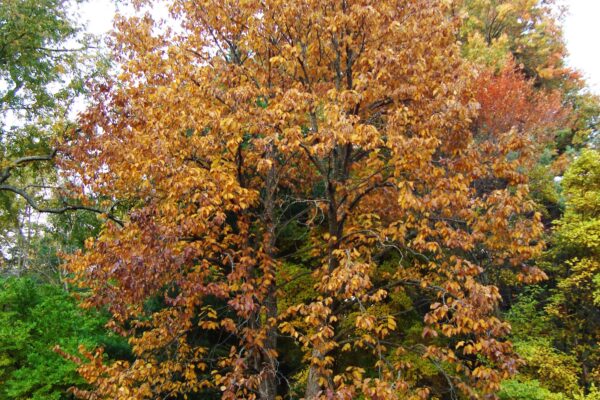 Magnolia acuminata - Fall Habit