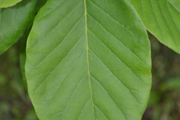 Magnolia acuminata - Leaf