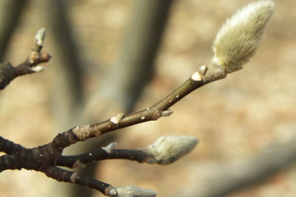 Magnolia liliiflora - Bud