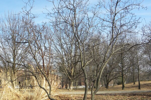 Magnolia liliiflora - Winter Habit