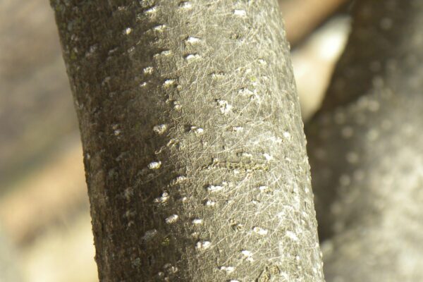 Magnolia liliiflora - Bark