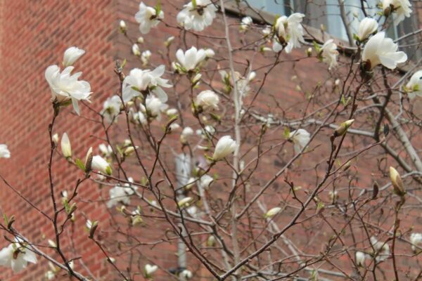 Magnolia salicifolia - Flowers