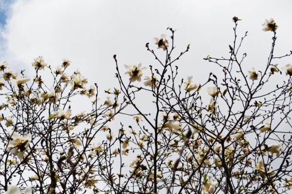 Magnolia salicifolia - Flower Canopy