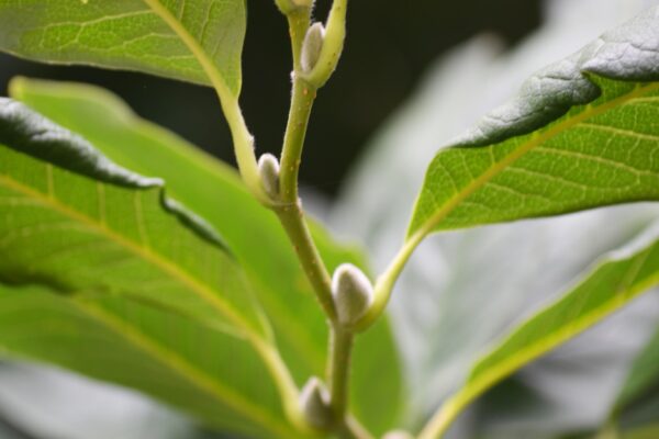 Magnolia salicifolia - Buds