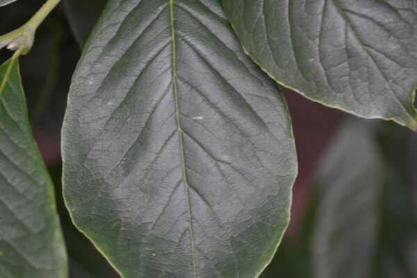Magnolia salicifolia - Leaf