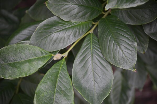 Magnolia salicifolia - Leaves