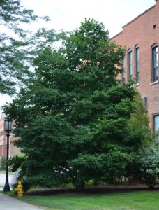 Magnolia salicifolia - Summer Habit