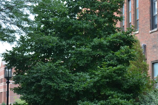 Magnolia salicifolia - Summer Habit