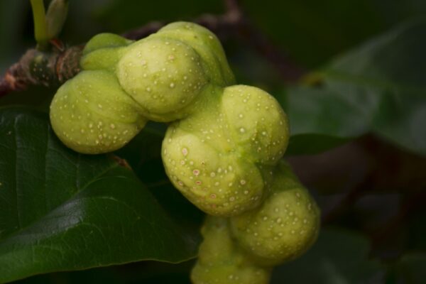 Magnolia salicifolia - Unripe Fruit