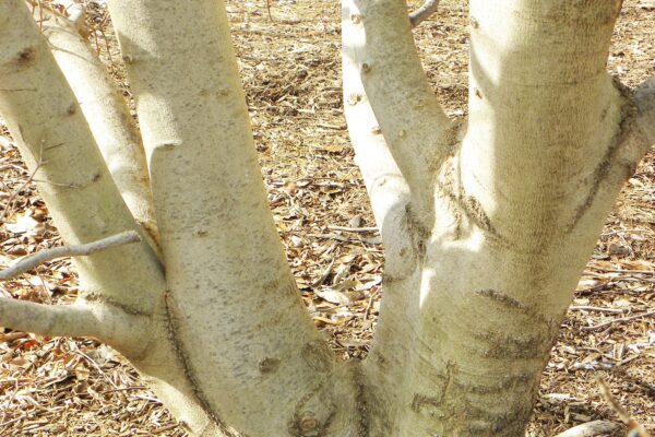 Magnolia salicifolia - Bark