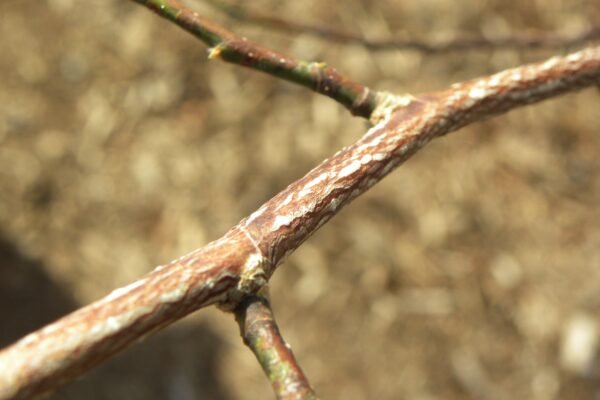 Magnolia salicifolia - Twig