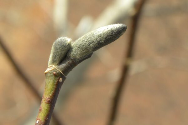 Magnolia salicifolia - Leaf Bud