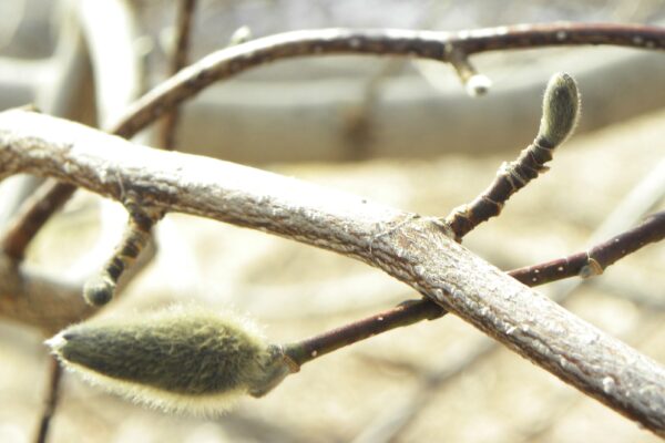 Magnolia salicifolia - Flower & Leaf Bud