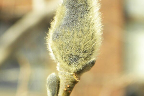 Magnolia salicifolia - Flower Bud