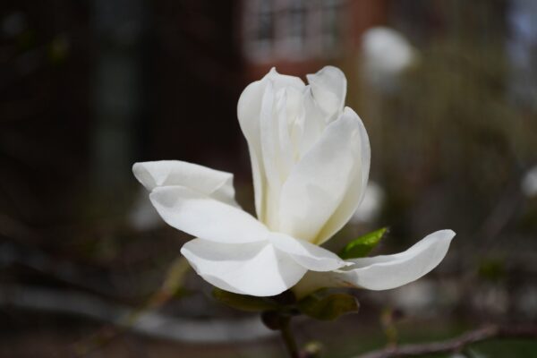 Magnolia salicifolia - Flower
