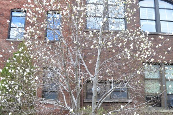 Magnolia salicifolia - Flowering Habit