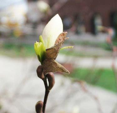 Magnolia salicifolia - Flower Bud