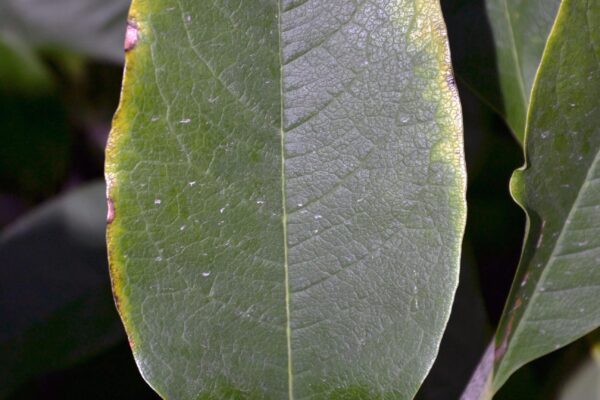 Magnolia stellata - Leaf