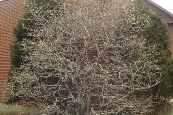 Magnolia stellata - Winter Habit