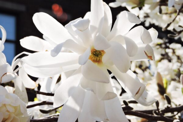 Magnolia stellata - Flowers