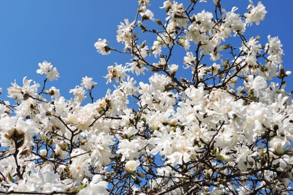 Magnolia stellata - Flowers