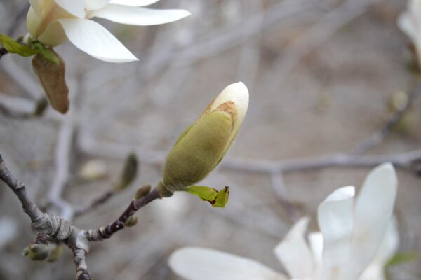 Magnolia stellata - Emerging Flower Bud