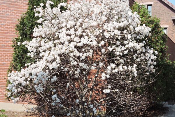 Magnolia stellata - Flowering Habit