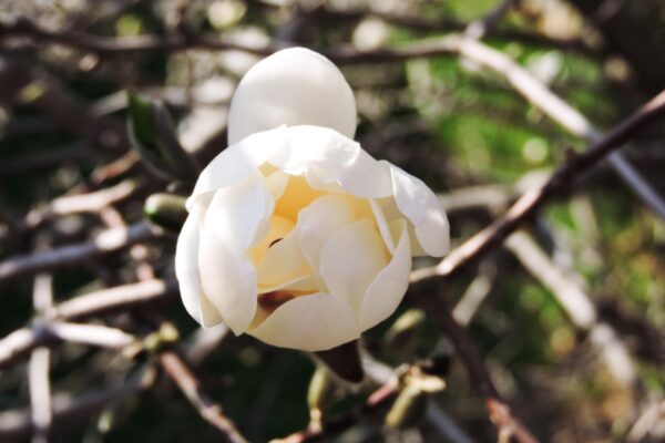 Magnolia stellata - Flower Opening