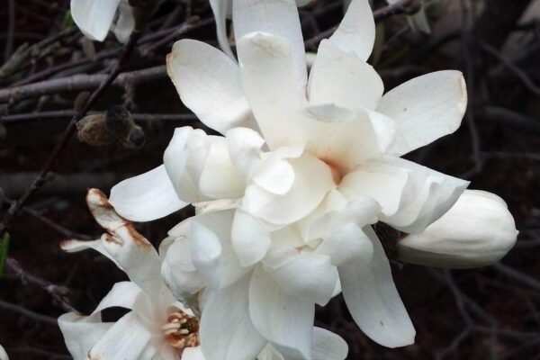 Magnolia stellata - Flowers