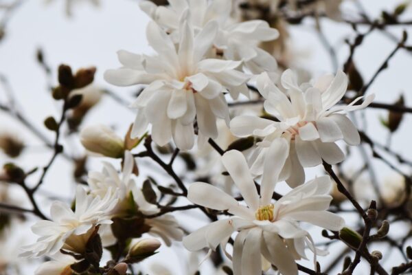 Magnolia stellata - Flowers