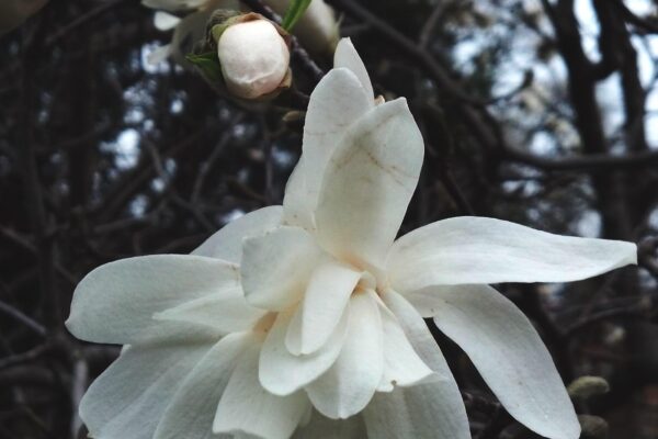 Magnolia stellata - Flower and Flower Bud