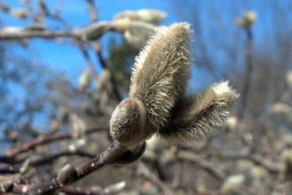 Magnolia stellata - Flower Buds in Early Spring