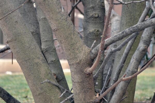 Magnolia stellata - Bark