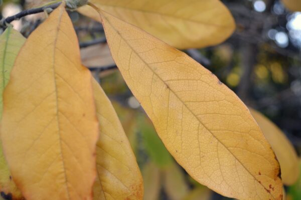 Magnolia stellata - Fall Foliage