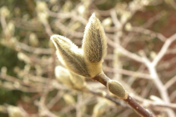 Magnolia stellata - Bud