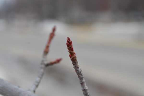 Acer rubrum [sold as Fairview Flame®] - Buds