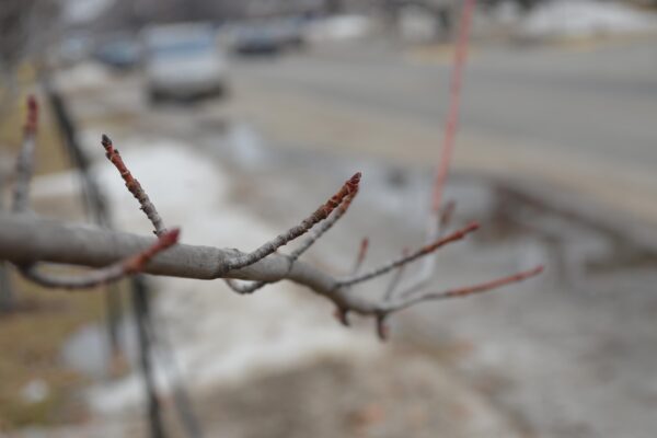 Acer rubrum [sold as Fairview Flame®] - Branch and Buds