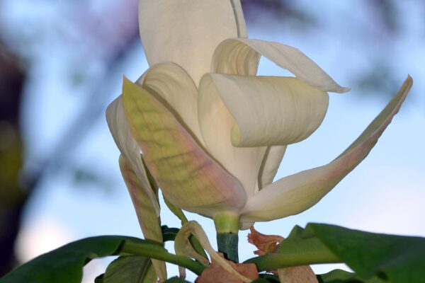 Magnolia tripetala - Flower