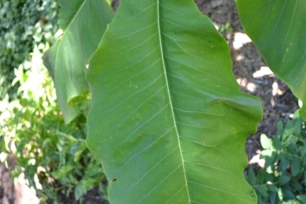 Magnolia tripetala - Leaf