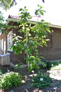 Magnolia tripetala - Overall Tree Form