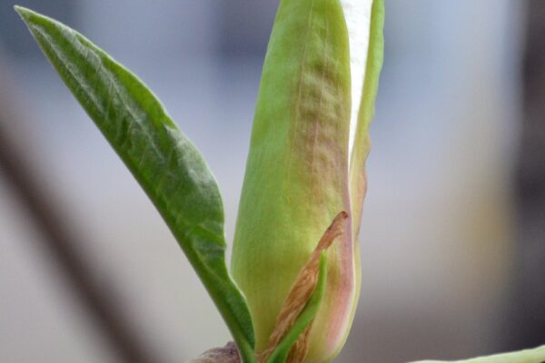 Magnolia tripetala - Emerging Flower