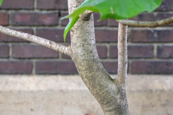 Magnolia tripetala - Bark