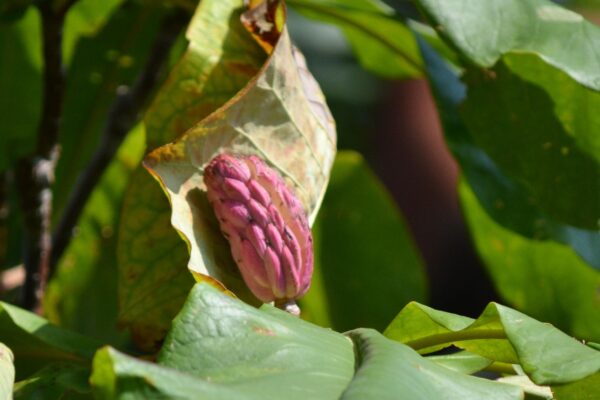 Magnolia tripetala - Fruit
