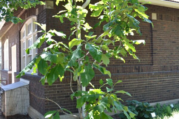 Magnolia tripetala - Overall Tree Form