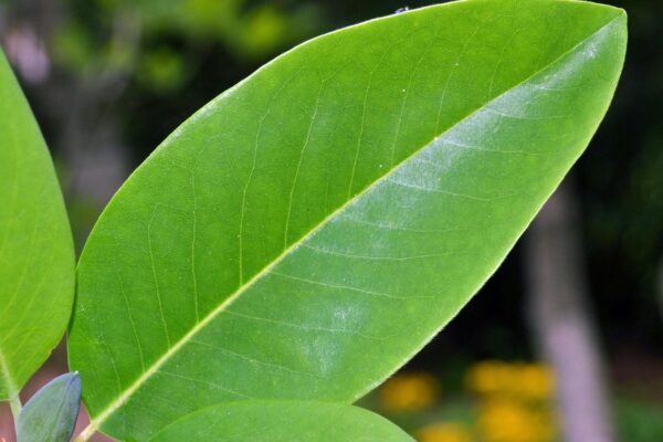 Magnolia virginiana - Leaf