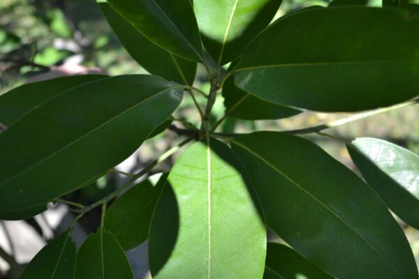 Magnolia virginiana - Leaves