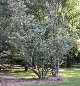 Magnolia virginiana - Habit